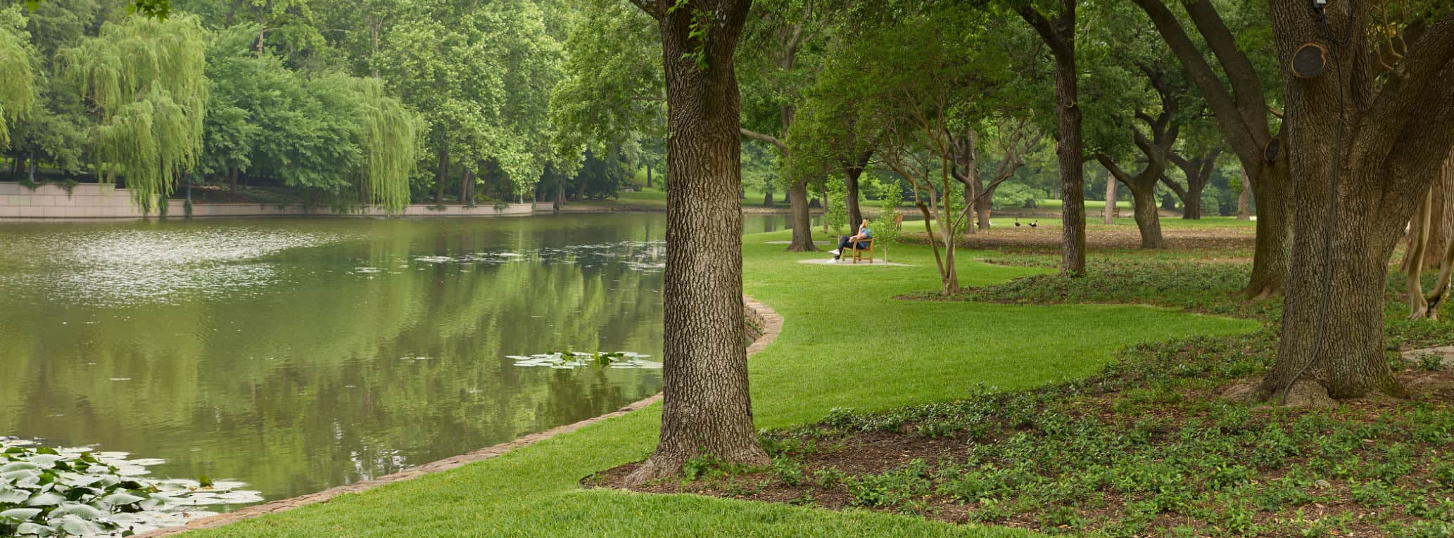Duck pond with calming scenery and beautiful landscape