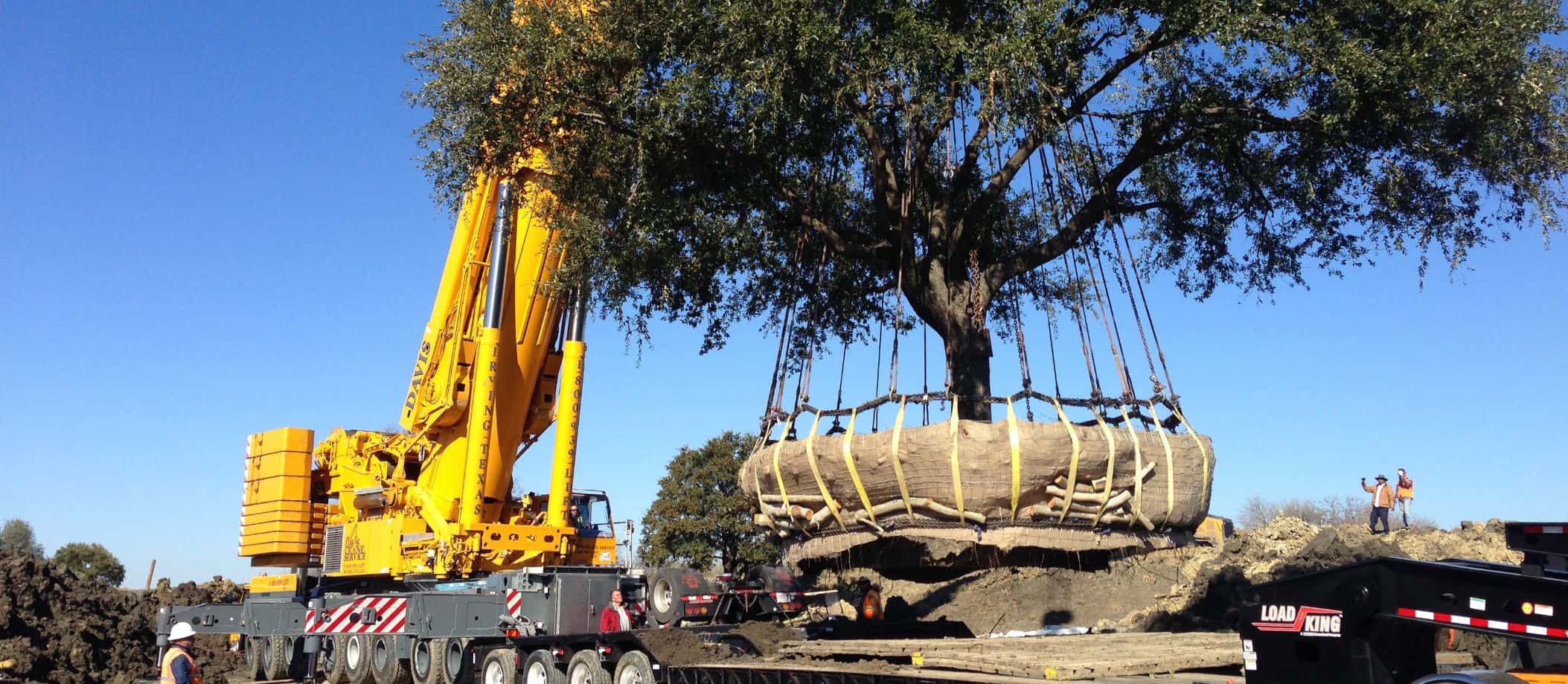 Large crane transplanting 50 year old tree